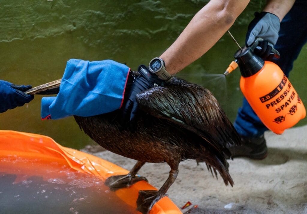 pelican ennore