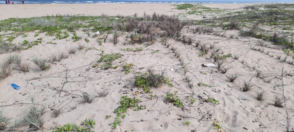 creepers dunes