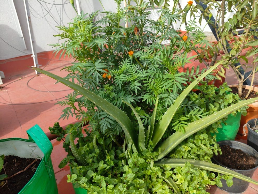Mint, aloevera growing in the same bag