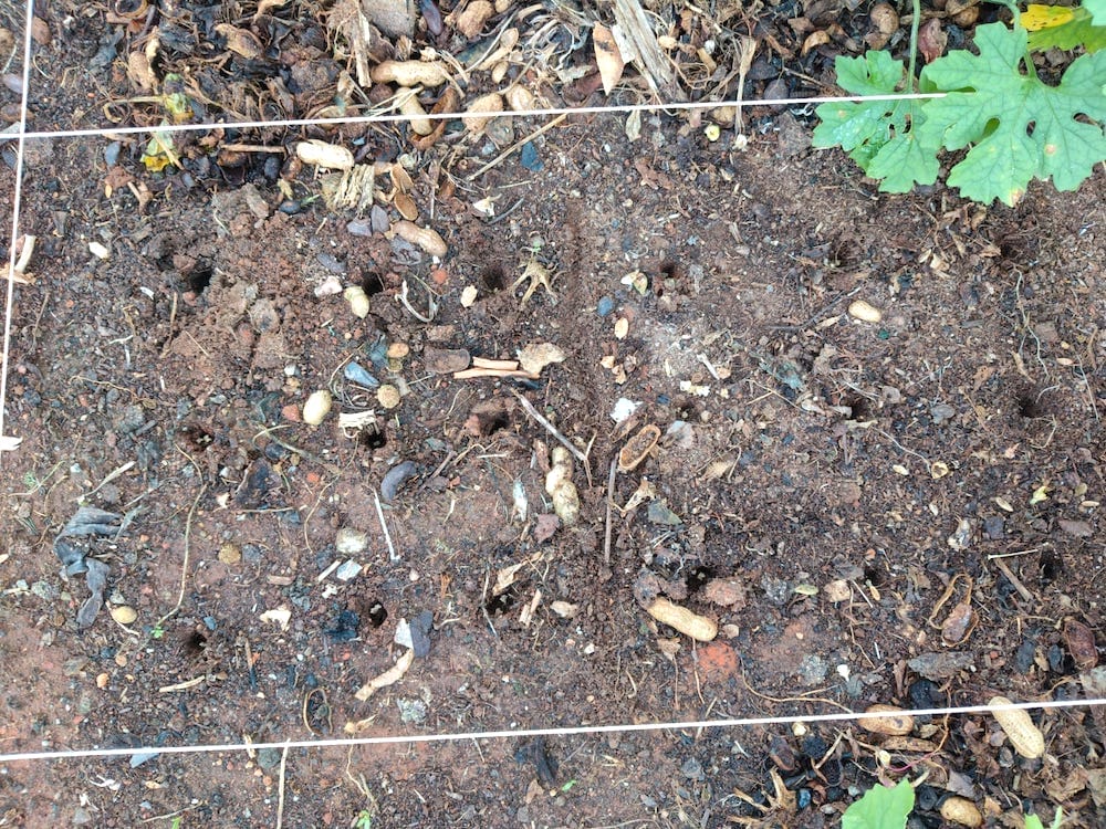 home compost can contain several plants giving rise to mixed crops