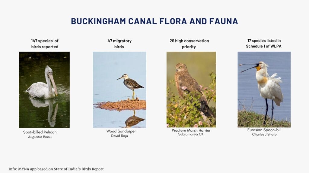 Flora and Fauna: Buckingham Canal