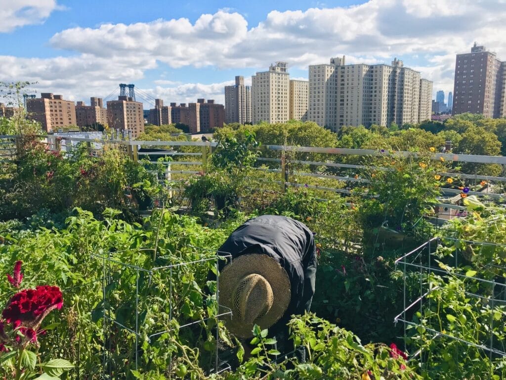 Rooftop garden