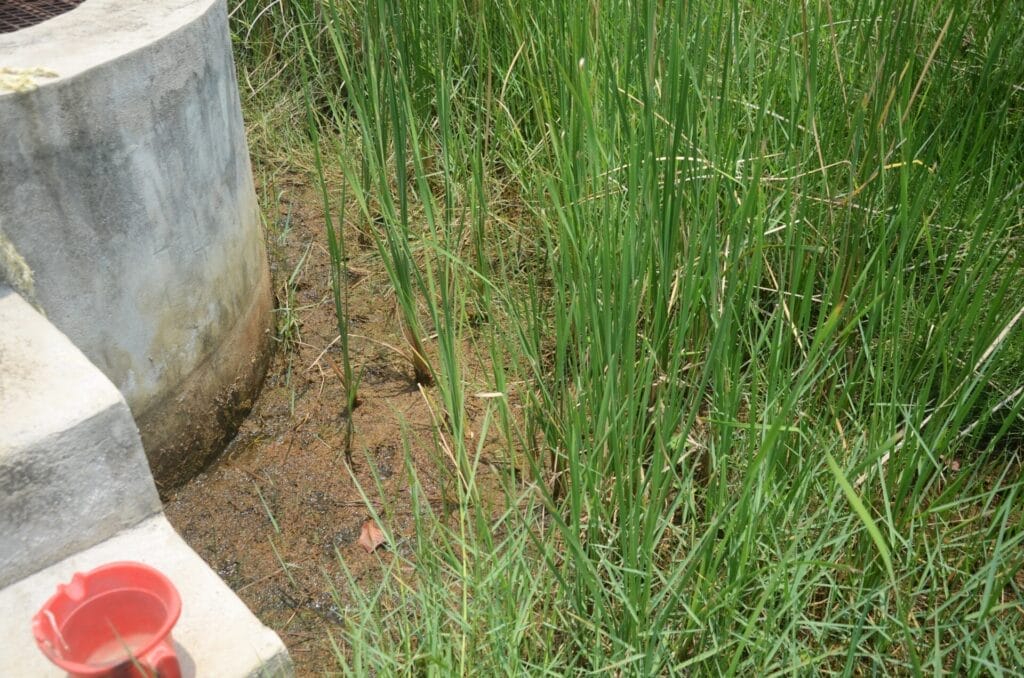 moist soil