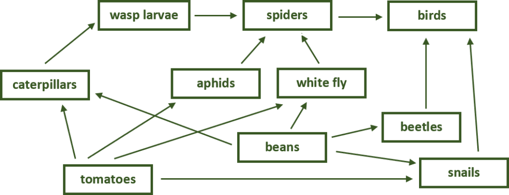Interconnectedness of plants and insects